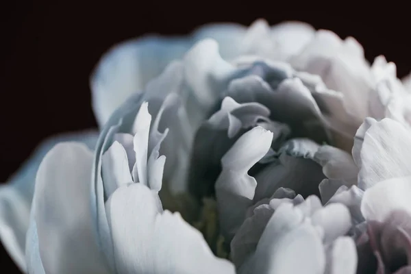 Vue rapprochée de pivoine bleue et blanche isolée sur noir — Photo de stock