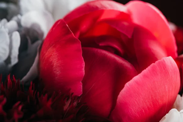 Vista da vicino di peonie colorate con petali — Foto stock