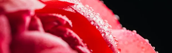 Close up view of pink peony with water drops isolated on black, panoramic shot — Stock Photo