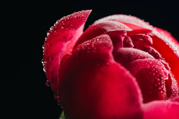 Vista de cerca de peonía rosa con gotas de agua aisladas en negro - foto de stock