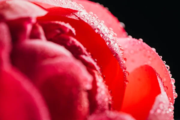 Vista de cerca de peonía rosa con gotas de agua aisladas en negro - foto de stock