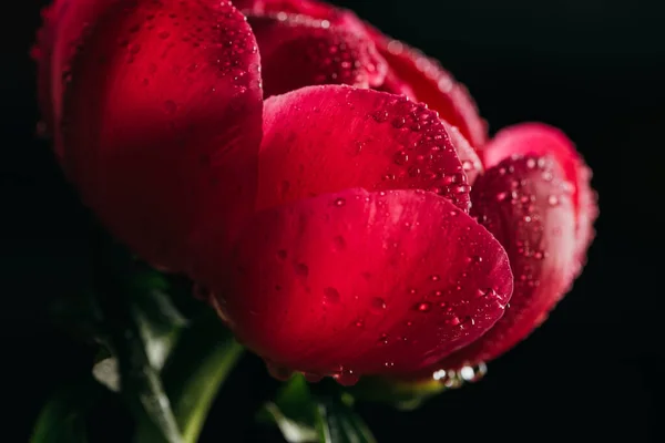 Vista de cerca de peonía rosa con gotas de agua aisladas en negro - foto de stock