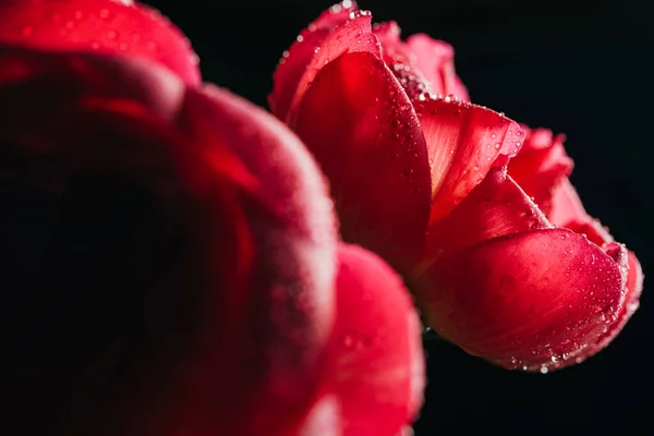 Vista de perto de peônias rosa com gotas de água isoladas em preto — Fotografia de Stock