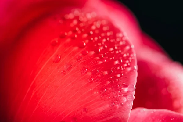 Close up view of pink peony petal with water drops isolated on black — Stock Photo