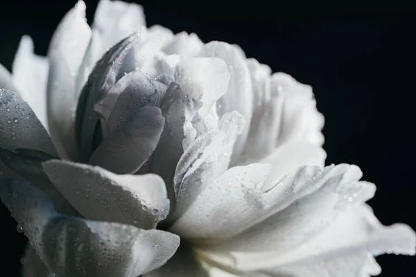 Close up view of blue and white peony with drops isolated on black — Stock Photo
