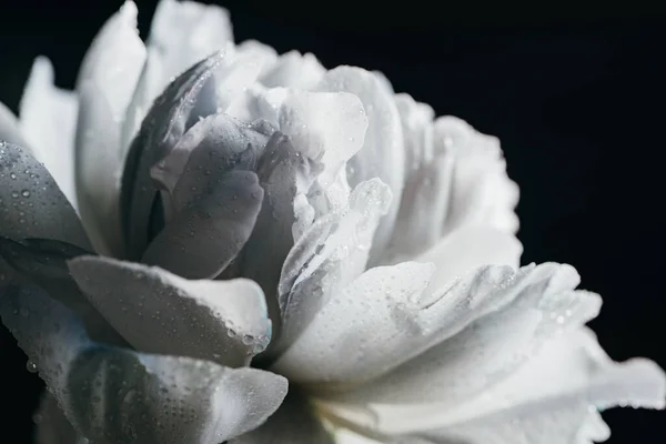 Vue rapprochée de pivoine bleue et blanche avec des gouttes isolées sur noir — Photo de stock