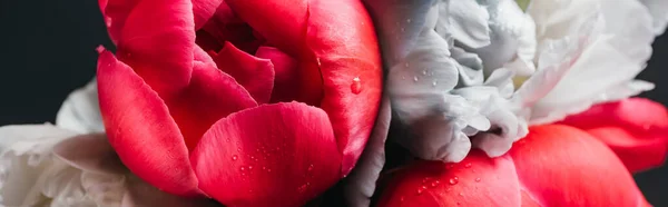 Bouquet of wet pink and blue peonies isolated on black, close up view, panoramic shot — Stock Photo