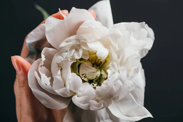 Close up view of white peony in female hand isolated on black — Stock Photo