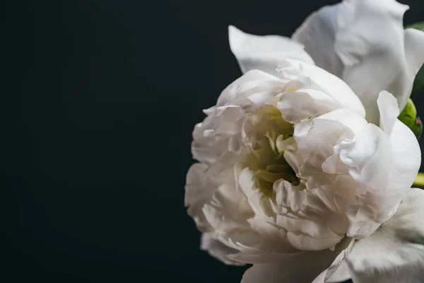 Close up view of white peony isolated on black — Stock Photo