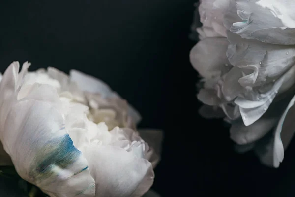 Close up view of white peonies isolated on black — Stock Photo