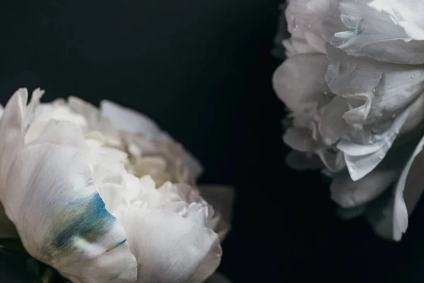 Vue rapprochée des pivoines blanches isolées sur noir — Stock Photo