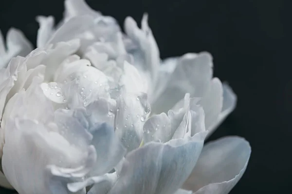 Close up view of blue and white peony with drops isolated on black — Stock Photo