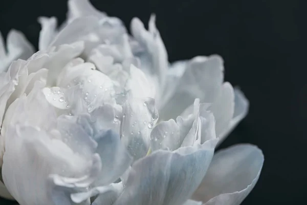 Vue rapprochée de pivoine bleue et blanche avec des gouttes isolées sur noir — Photo de stock