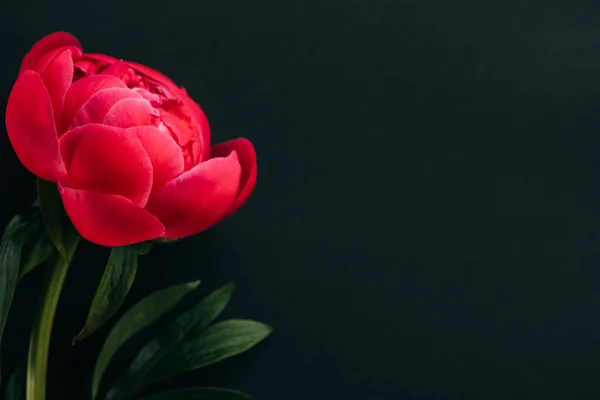 Vista de cerca de peonía rosa con hojas verdes aisladas en negro - foto de stock