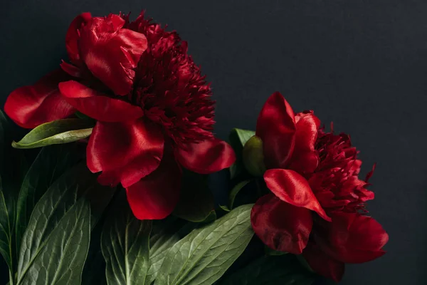 Top view of red peonies with green leaves on black background — Stock Photo