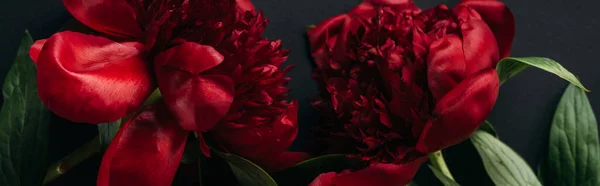 Top view of red peonies with green leaves on black background, panoramic shot — Stock Photo