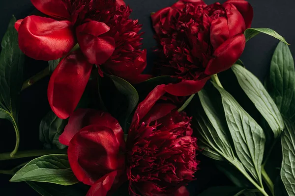 Top view of red peonies with green leaves on black background — Stock Photo
