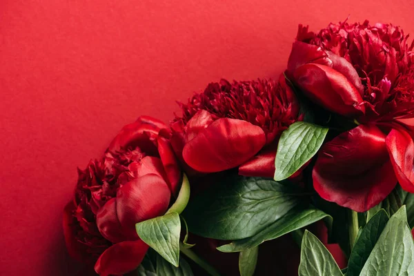 Top view of red peonies with green leaves on red background — Stock Photo