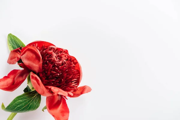 Top view of red peony with green leaves on white background — Stock Photo
