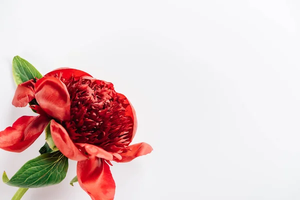 Vista dall'alto di peonia rossa con foglie verdi su sfondo bianco — Foto stock