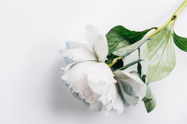 Top view of blue and white peony with green leaves on white background — Stock Photo