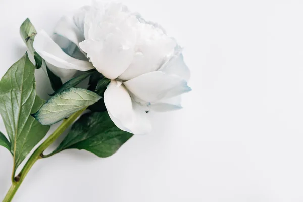 Vue de dessus de pivoine bleue et blanche avec des feuilles vertes sur fond blanc — Photo de stock