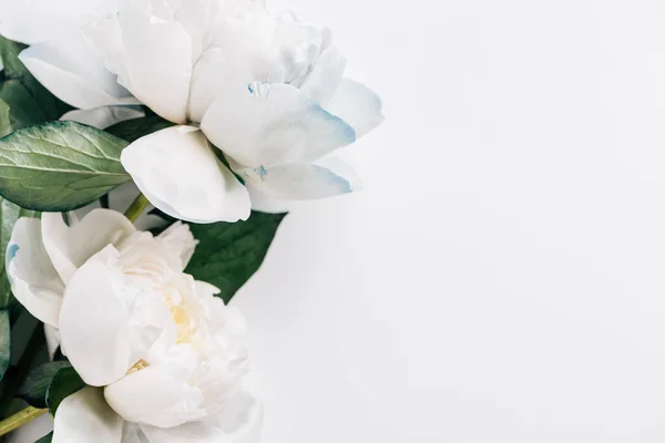 Vue de dessus des pivoines bleues et blanches avec des feuilles vertes sur fond blanc — Photo de stock