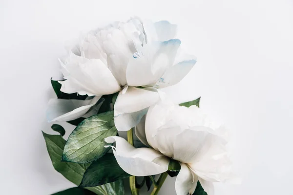 Vue de dessus des pivoines bleues et blanches avec des feuilles vertes sur fond blanc — Stock Photo