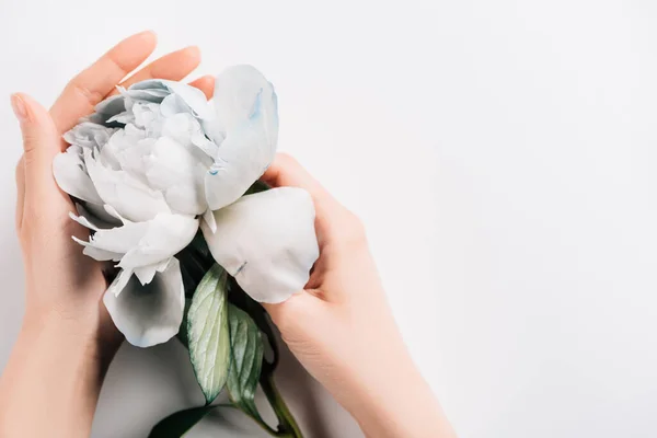 Partial view of woman holding blue and white peony with green leaves on white background — Stock Photo