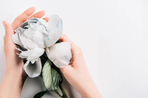 Visão parcial da mulher segurando peônia azul e branco com folhas verdes no fundo branco — Fotografia de Stock