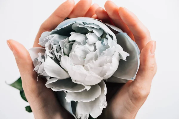 Partial view of woman holding blue and white peony on white background — Stock Photo