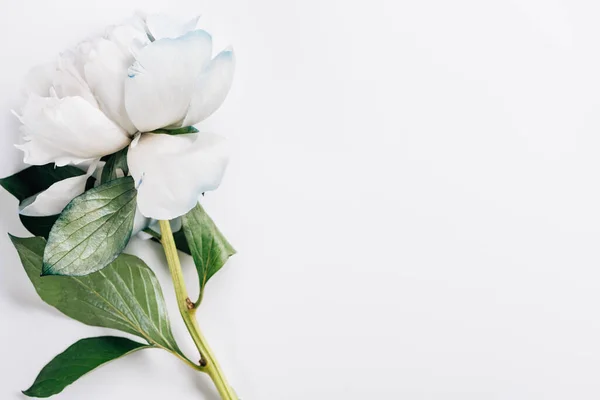 Vue de dessus de pivoine bleue et blanche avec des feuilles vertes sur fond blanc — Photo de stock