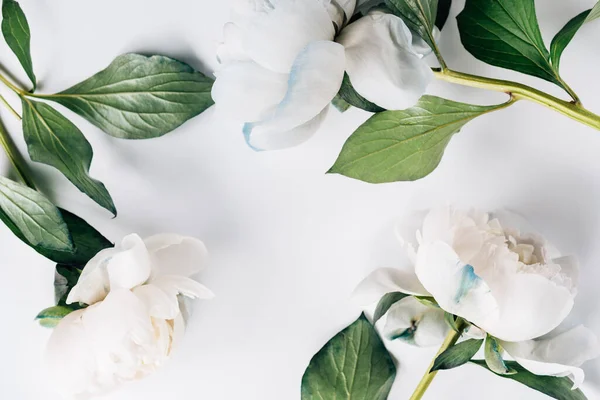 Vue de dessus des pivoines bleues et blanches avec des feuilles vertes sur fond blanc — Photo de stock