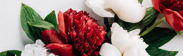 Vue de dessus des pivoines rouges et blanches avec des feuilles vertes sur fond blanc, vue panoramique — Photo de stock