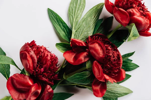 Vista dall'alto di peonie rosse con foglie verdi su sfondo bianco — Foto stock