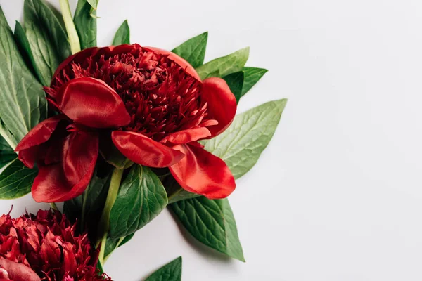 Vue de dessus des pivoines rouges avec des feuilles vertes sur fond blanc — Photo de stock