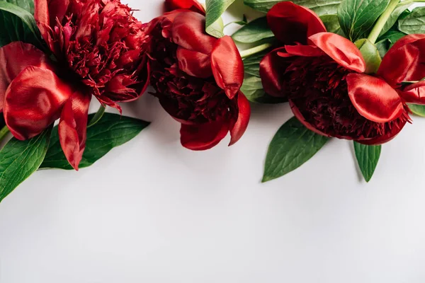 Vue de dessus des pivoines rouges avec des feuilles vertes sur fond blanc — Photo de stock