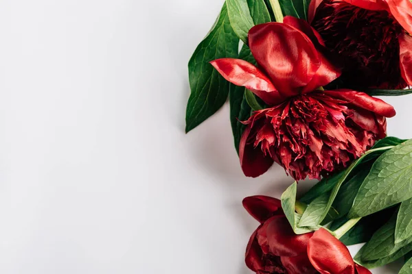 Vue de dessus des pivoines rouges avec des feuilles vertes sur fond blanc — Photo de stock