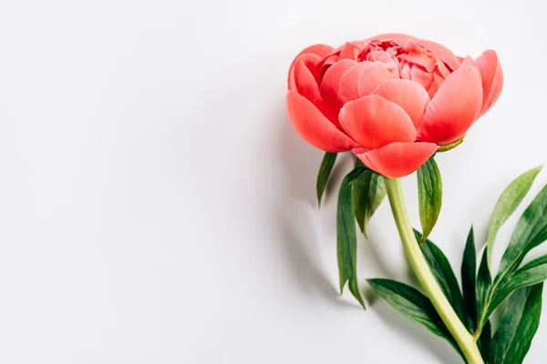 Peonía rosa con hojas verdes sobre fondo blanco - foto de stock