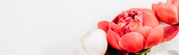 Top view of pink and white peonies on white background, panoramic shot — Stock Photo