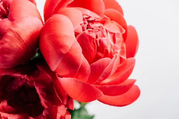 Close up view of pink peonies on white background — Stock Photo