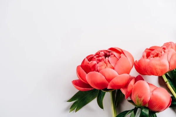 Top view of pink peonies with green leaves on white background — Stock Photo