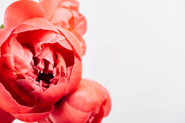 Selective focus of pink peonies with green leaves on white background — Stock Photo