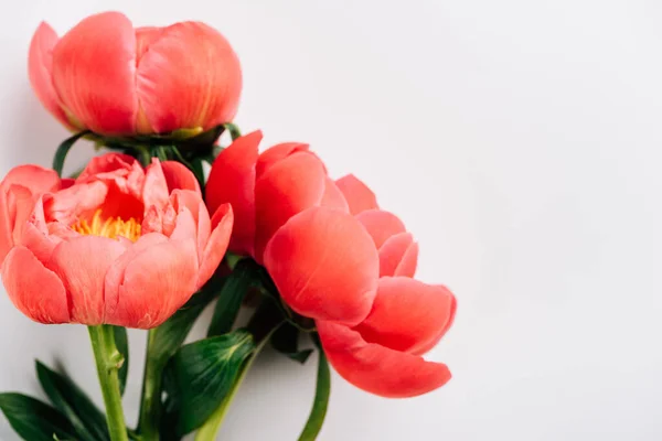 Vista superior de peonías rosadas con hojas verdes sobre fondo blanco - foto de stock