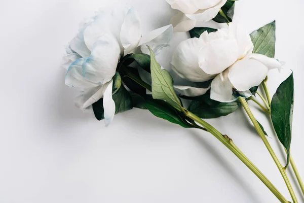 Top view of blue and white peonies with ribbon on white background — Stock Photo