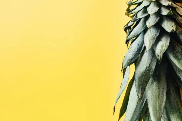 Green pineapple leaves isolated on yellow background — Stock Photo