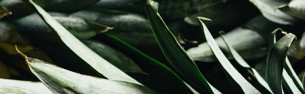 Close up view of green pineapple leaves, panoramic shot — Stock Photo