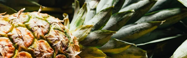 Close up view of fresh ripe pineapple with green leaves, panoramic shot — Stock Photo