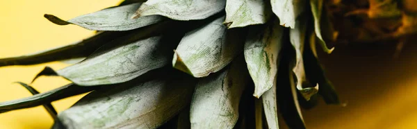 Vista de cerca de hojas verdes sobre piña sobre fondo amarillo, plano panorámico - foto de stock