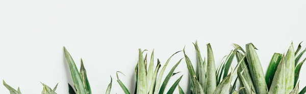 Vista dall'alto di foglie di ananas verde su sfondo bianco, scatto panoramico — Foto stock